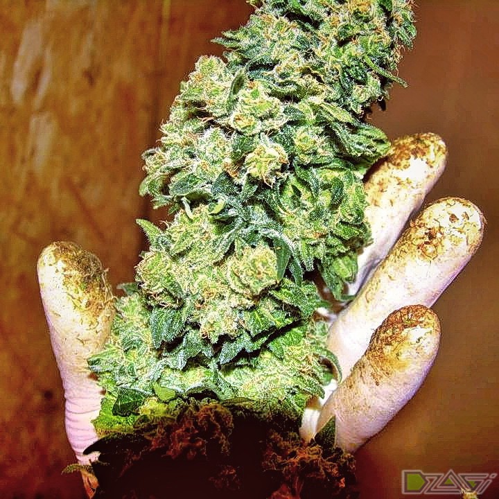 Урожай 1 куста марихуаны конопля в шри ланке